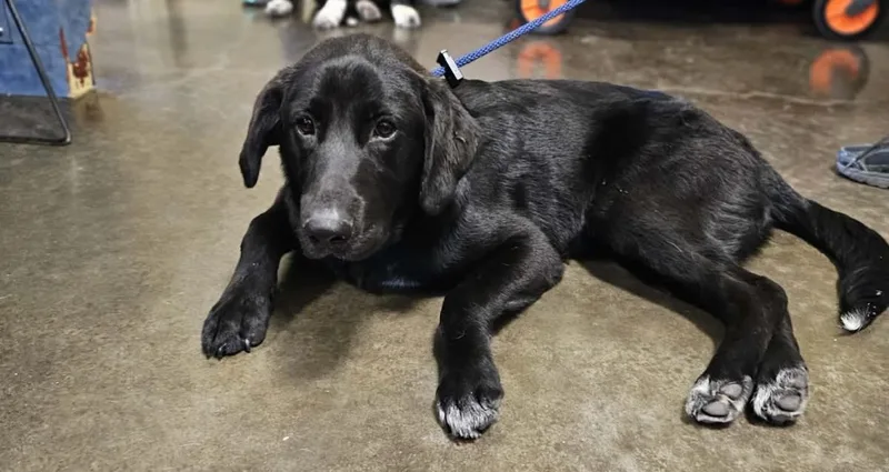 A young large-sized male Labrador Retriever dog named Found Stray: Jerry for adoption in Rockwall, TX