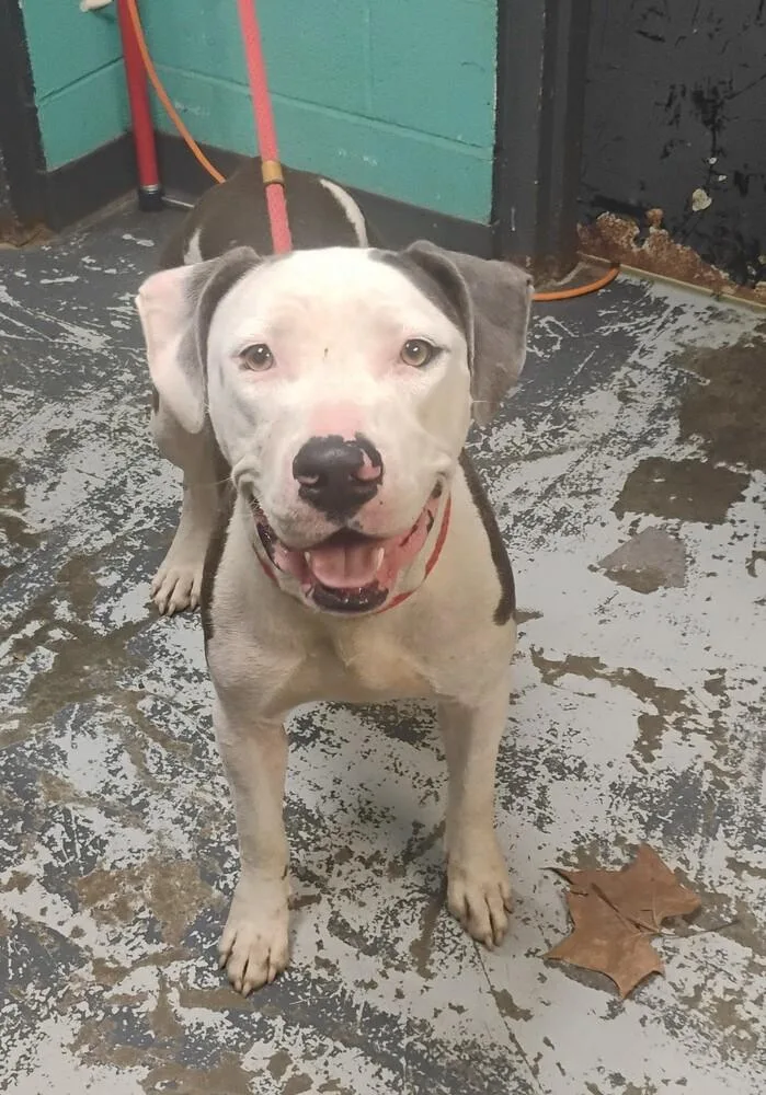 An adult large-sized female Pit Bull Terrier dog named Winnie for adoption in New Lexington, OH