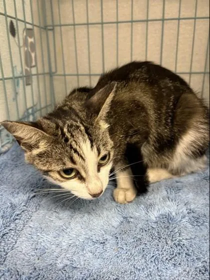 An adult medium-sized female Domestic Short Hair cat named Eloise for adoption in Gainesville, FL