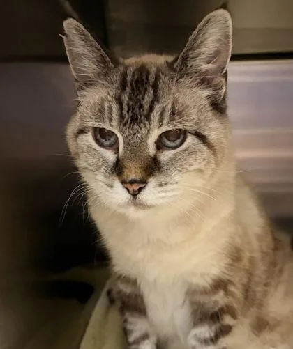 An adult small-sized female Domestic Short Hair cat named Little Miss Priss for adoption in New Albany, IN