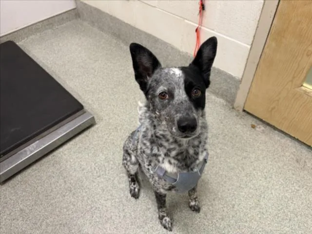 An adult medium-sized female Australian Cattle Dog / Blue Heeler dog named Lyla for adoption in Loveland, CO