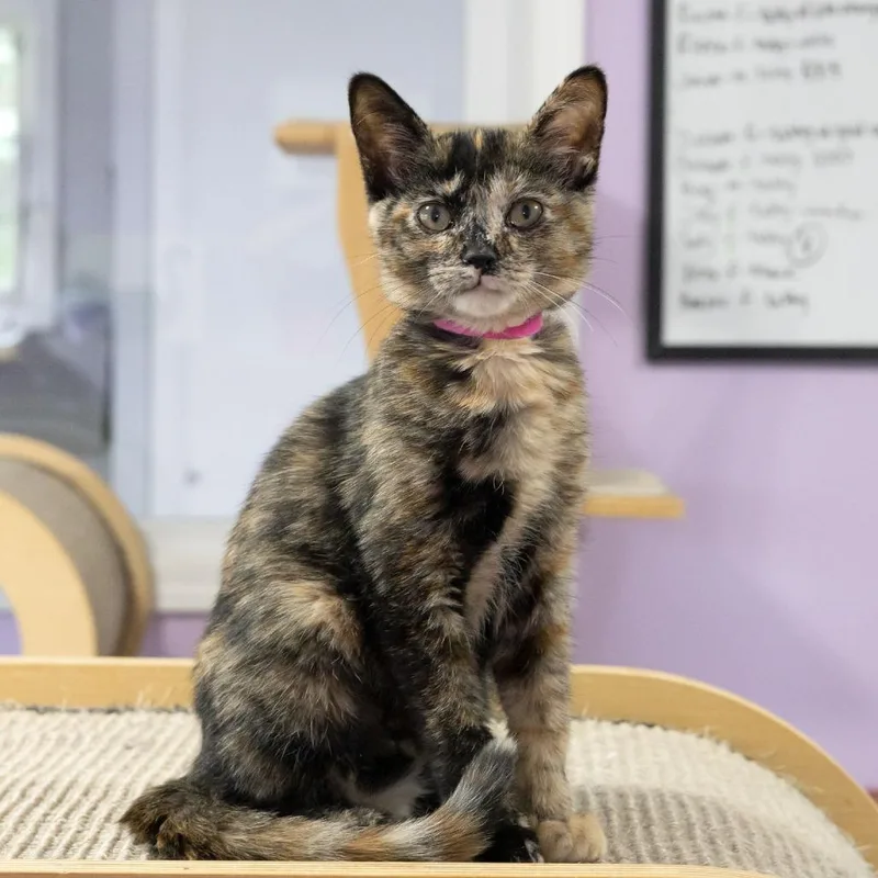 A baby small-sized female Tortoiseshell Domestic Short Hair cat named Annisgwyl for adoption in McKean, PA