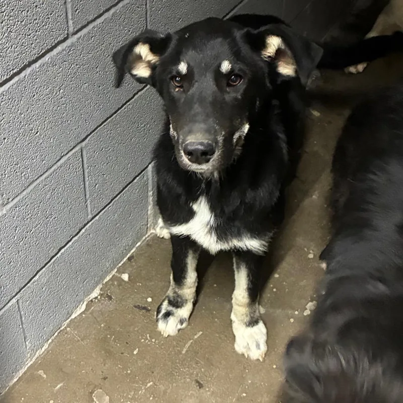 A young small-sized male Mixed Breed dog named Don for adoption in Corbin, KY