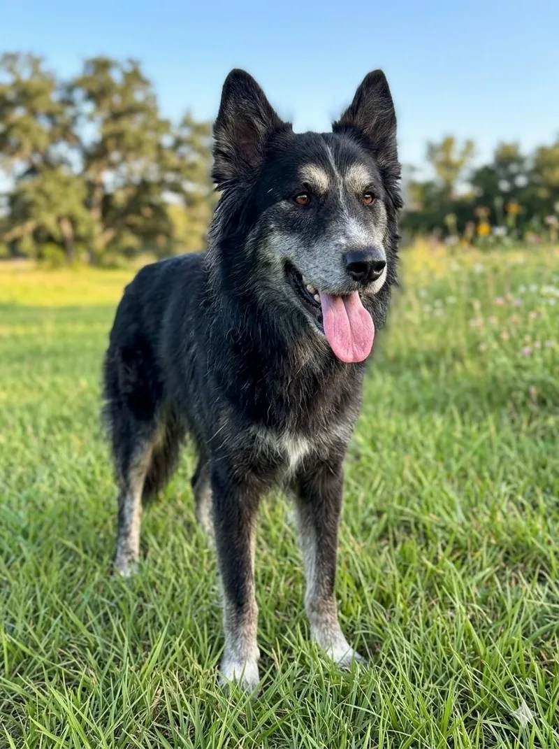 An adult medium-sized male Bicolor Siberian Husky dog named Edison for adoption in Houston, TX