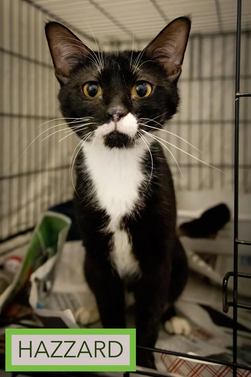A young medium-sized male Tuxedo cat named Hazzard for adoption in Greenville, DE