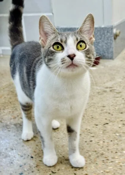 A young small-sized female Domestic Short Hair cat named Millie for adoption in Madison, NJ