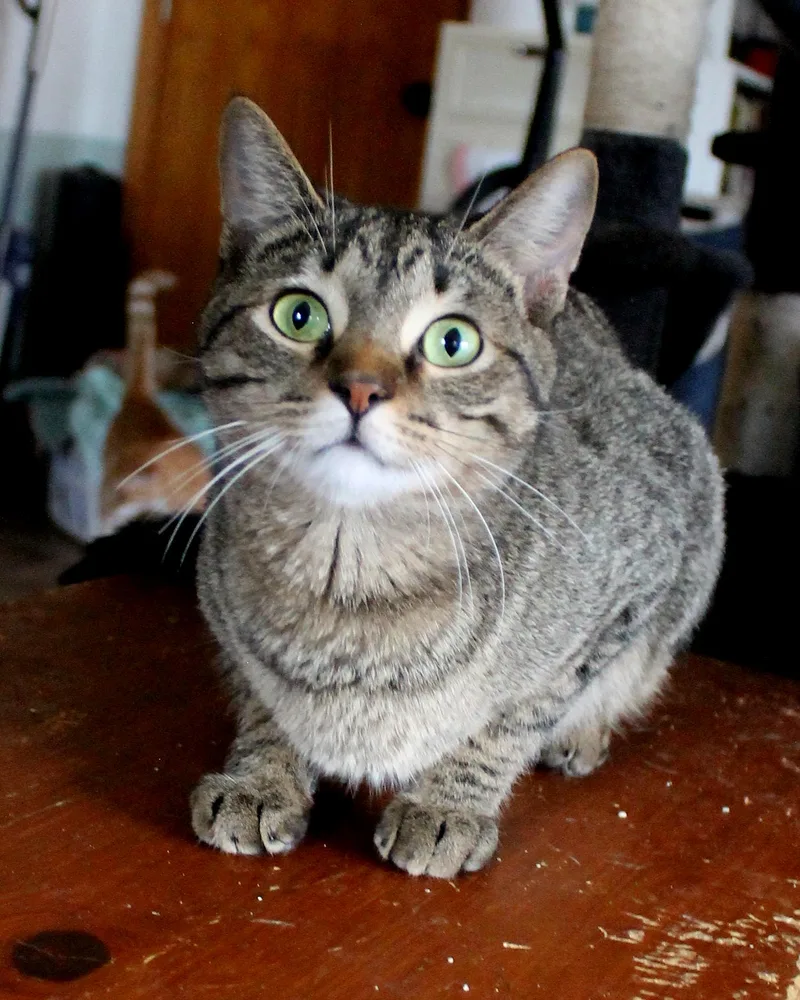 A young medium-sized female Tabby (Brown / Chocolate) Domestic Short Hair cat named Penny for adoption in Guthrie, OK