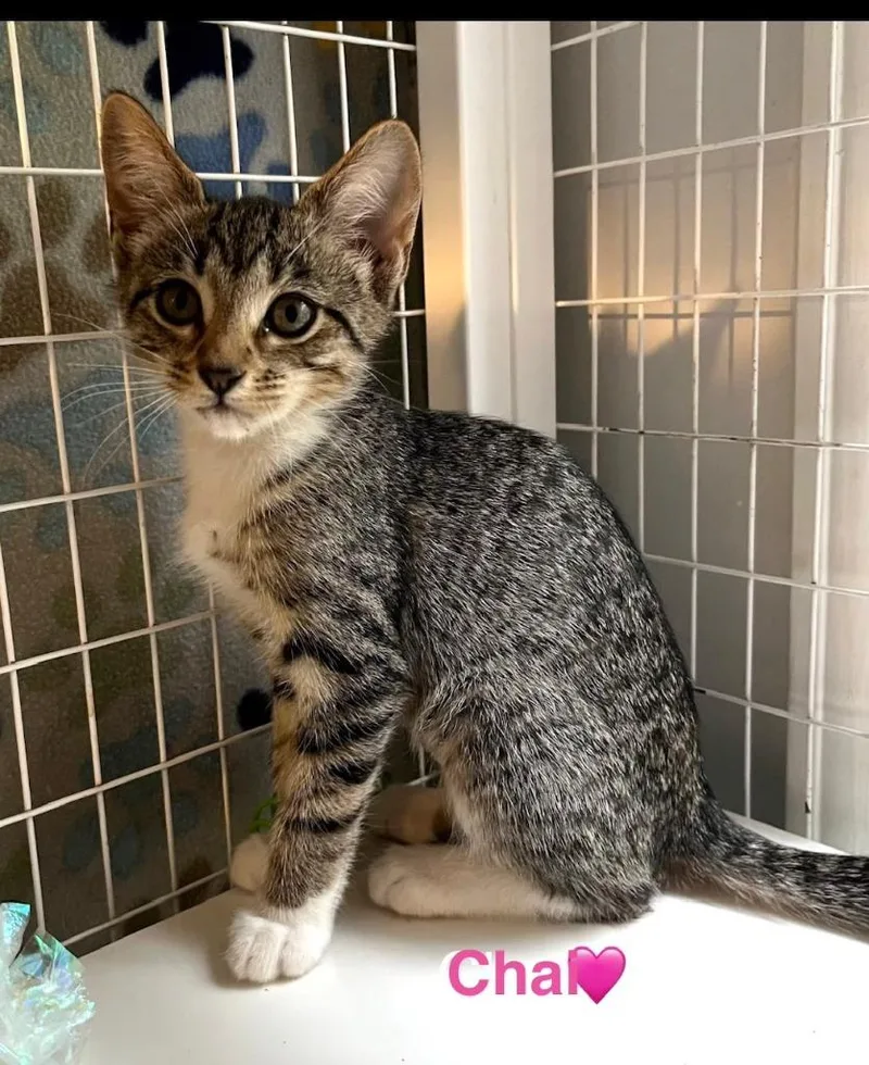 A baby small-sized male Domestic Short Hair cat named Chai for adoption in Lunenburg, MA