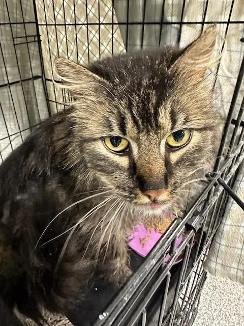 An adult medium-sized male Tabby (Brown / Chocolate) Domestic Short Hair cat named Oscar for adoption in Webster City, IA
