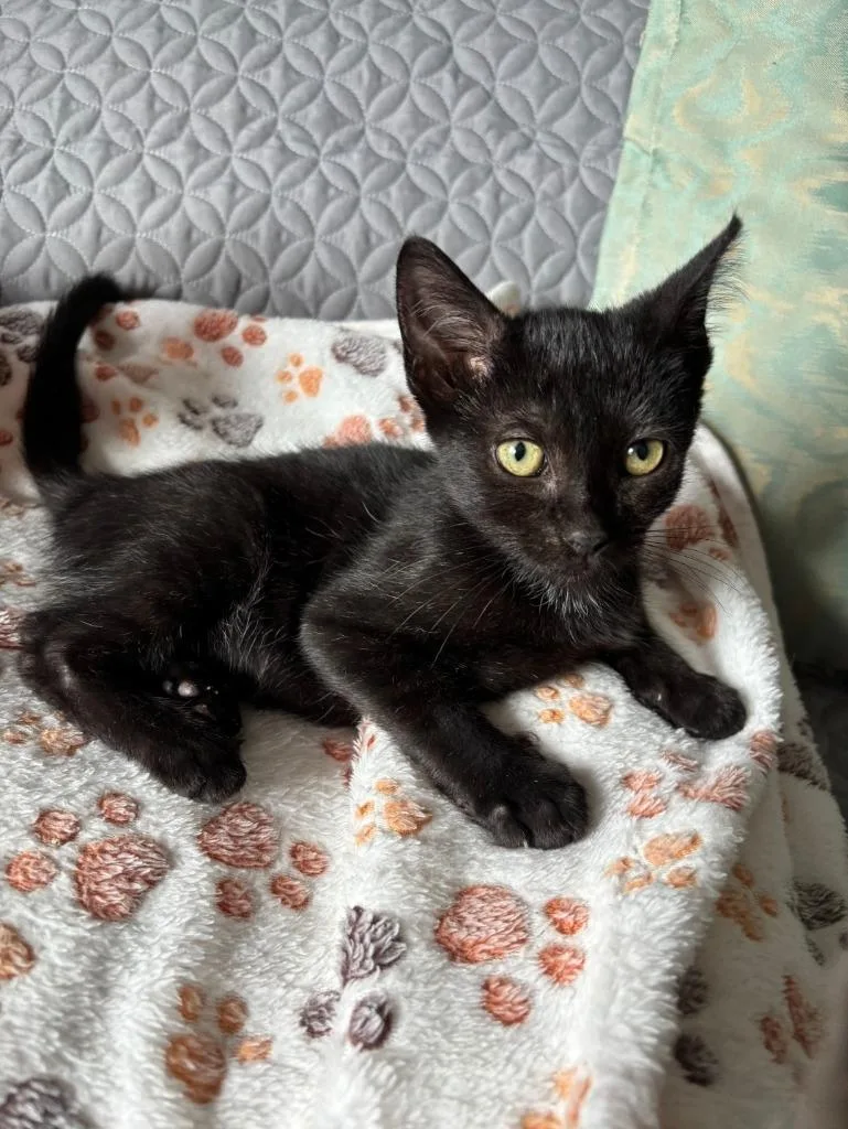 A baby small-sized male Domestic Short Hair cat named Onyx for adoption in San Jacinto, CA