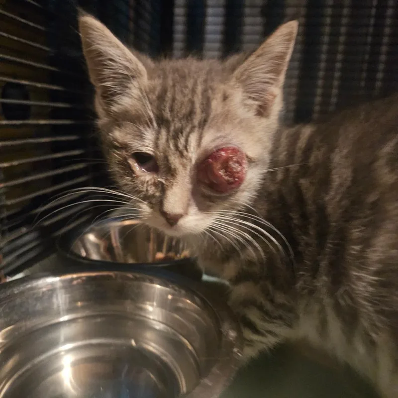 A baby small-sized female Gray / Blue / Silver Domestic Short Hair cat named Peek At U for adoption in Ringtown, PA