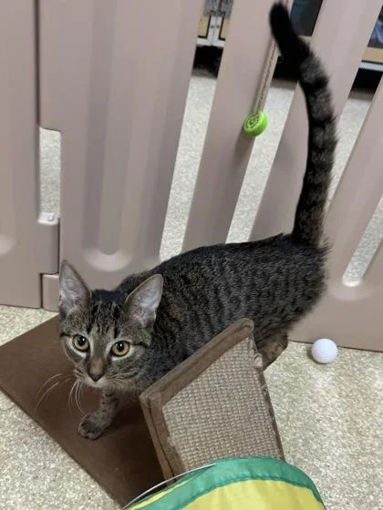 Cubby $ @ Petco