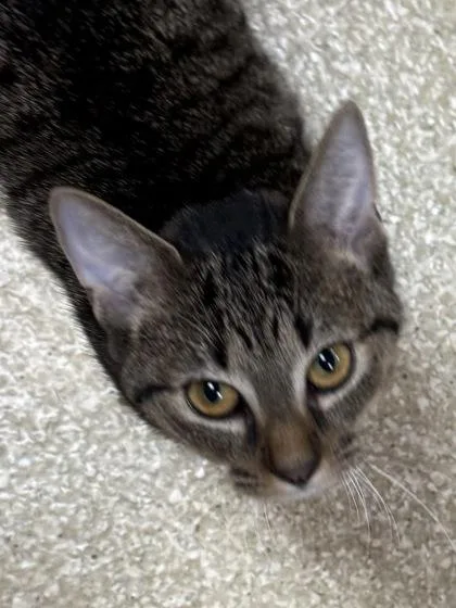Cubby $ @ Petco thumbnail 2