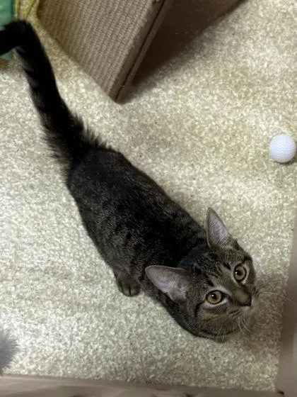 Cubby $ @ Petco thumbnail 3