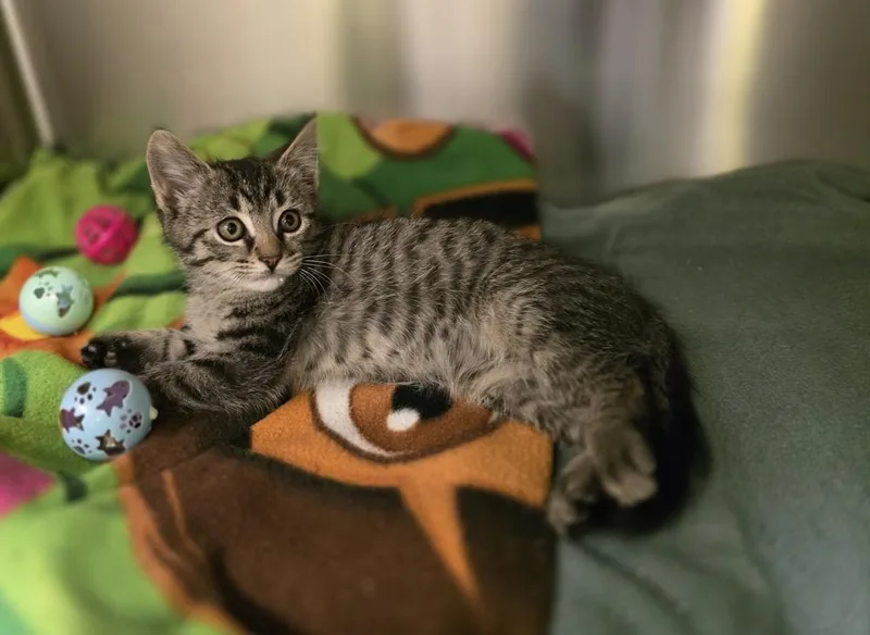 A baby small-sized male Domestic Short Hair cat named Buster for adoption in Dickson, TN