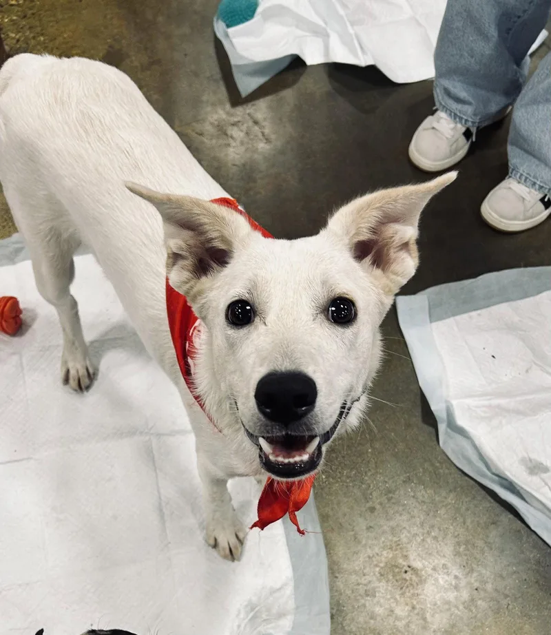 A young medium-sized male Australian Cattle Dog / Blue Heeler dog named Bingo for adoption in El Centro, CA
