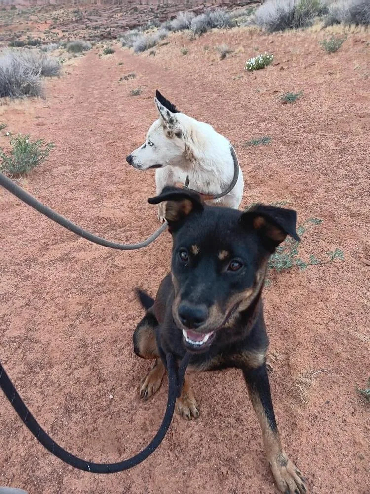 An adult medium-sized male Tricolor (Brown, Black, & White) Rottweiler dog named Poe for adoption in Page, AZ