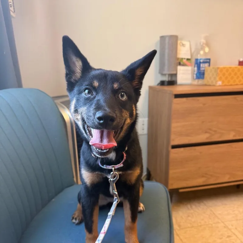 A baby small-sized female Black Mixed Breed dog named Magnolia for adoption in Birdsboro, PA