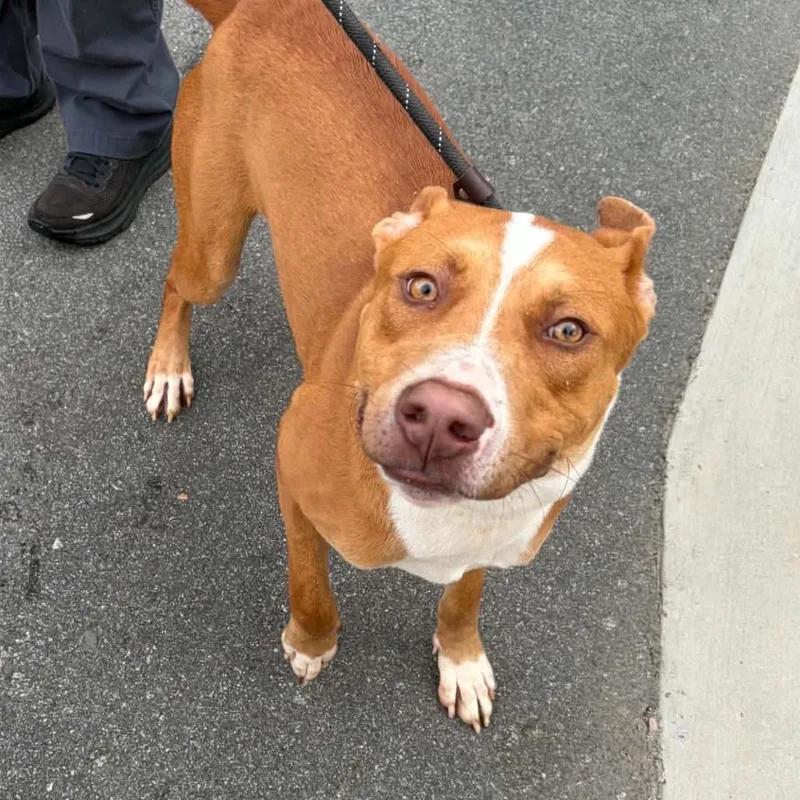 A young medium-sized male Yellow / Tan / Blond / Fawn Pit Bull Terrier dog named Scrappy Doo for adoption in Concord, NC