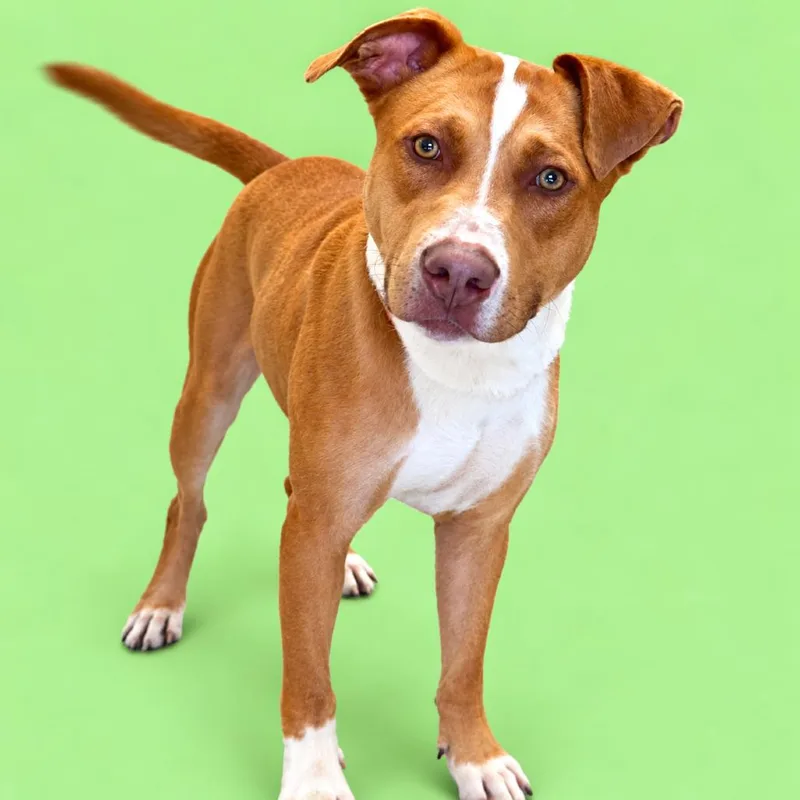 Scrappy Doo thumbnail 2