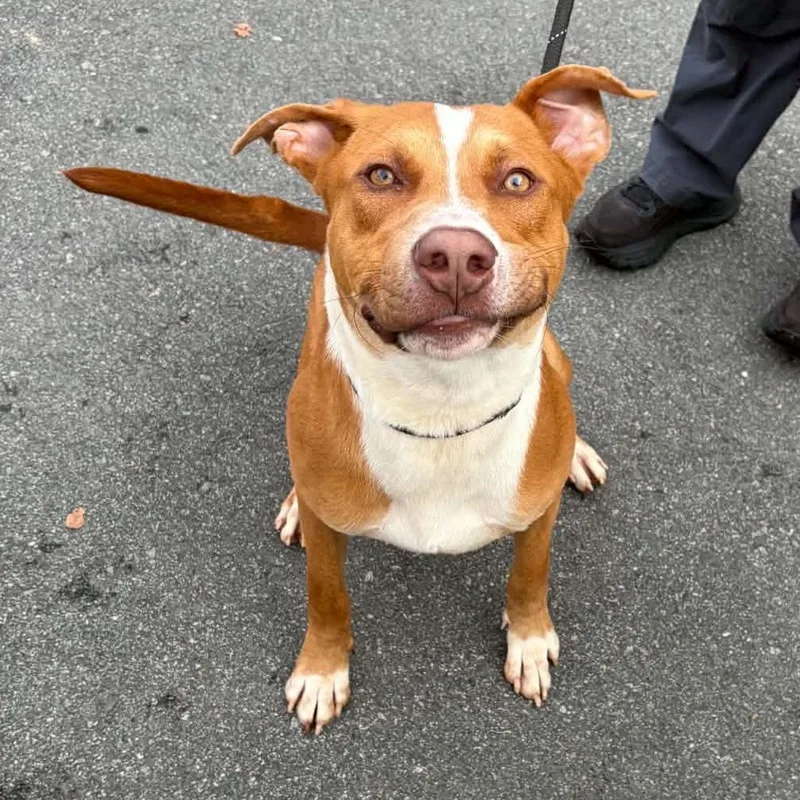 Scrappy Doo thumbnail 4
