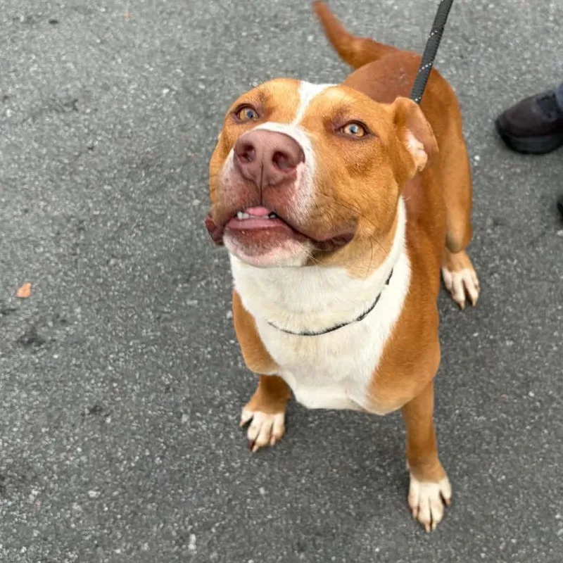 Scrappy Doo thumbnail 6