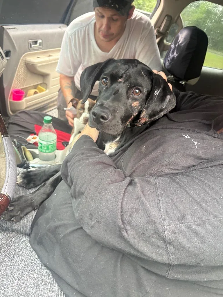 A baby medium-sized female Mixed Breed dog named D for adoption in Tifton, GA