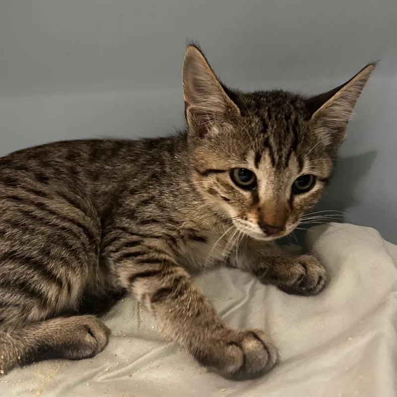 A baby small-sized female Buff / Tan / Fawn Domestic Short Hair cat named Pixie for adoption in Chattanooga, TN