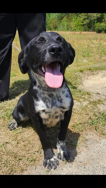 A baby medium-sized female Black Labrador Retriever dog named Kaia for adoption in Manhasset, NY