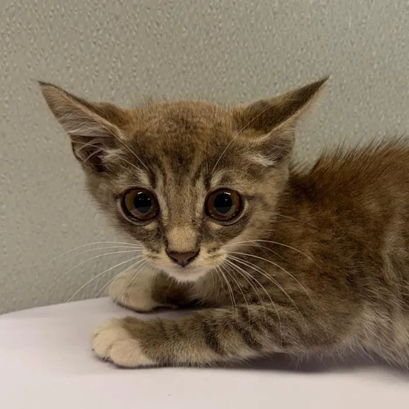 A baby small-sized male Brown / Chocolate Domestic Short Hair cat named Mars for adoption in Tampa, FL
