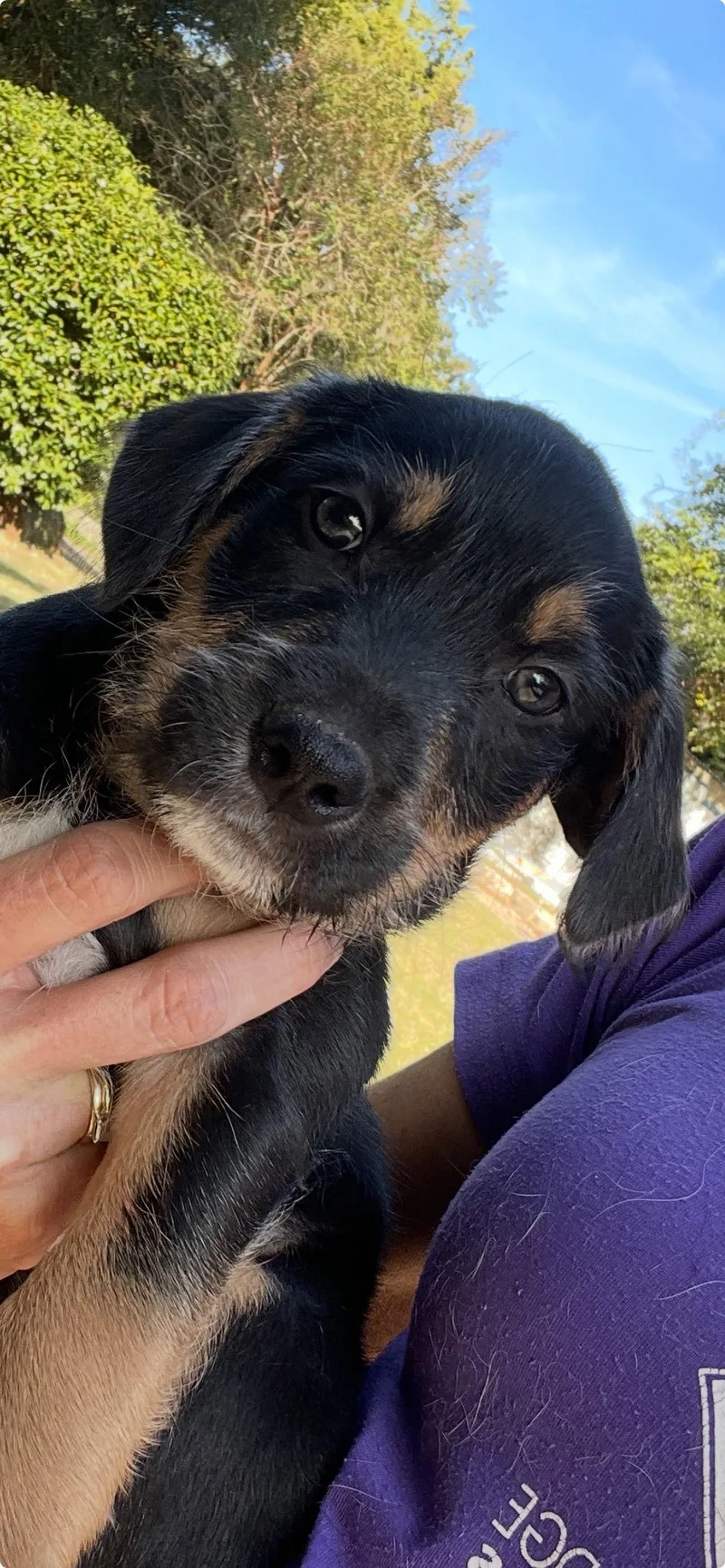 Fettuccine thumbnail 2