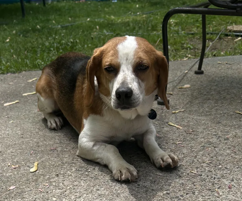 A young medium-sized male Tricolor (Brown, Black, & White) Beagle dog named Robbie for adoption in HANSON, MA