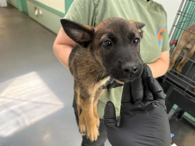 A baby small-sized male German Shepherd Dog dog named Phantom for adoption in Antioch, CA