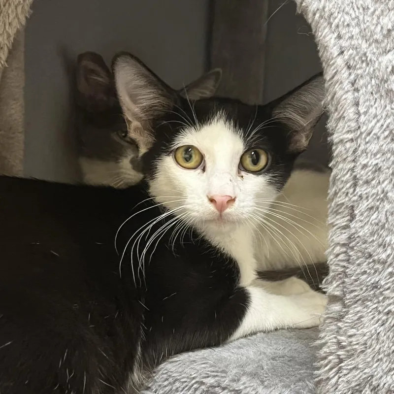 A baby small-sized male White Domestic Short Hair cat named Alfie for adoption in Las Vegas, NV