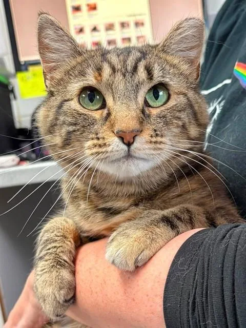 A young medium-sized female Domestic Short Hair cat named Daffodil for adoption in Canfield, OH