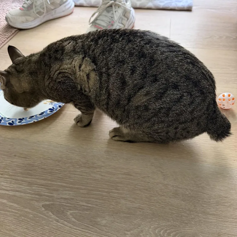 A young large-sized male Brown / Chocolate Domestic Short Hair cat named Bobby for adoption in Jupiter, FL
