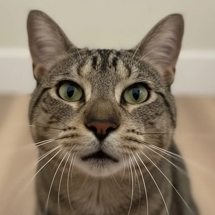 Bobby thumbnail 3
