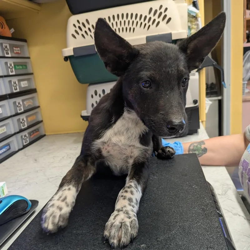 A baby medium-sized male Black Mixed Breed dog named Sparky for adoption in Huntsville, AR