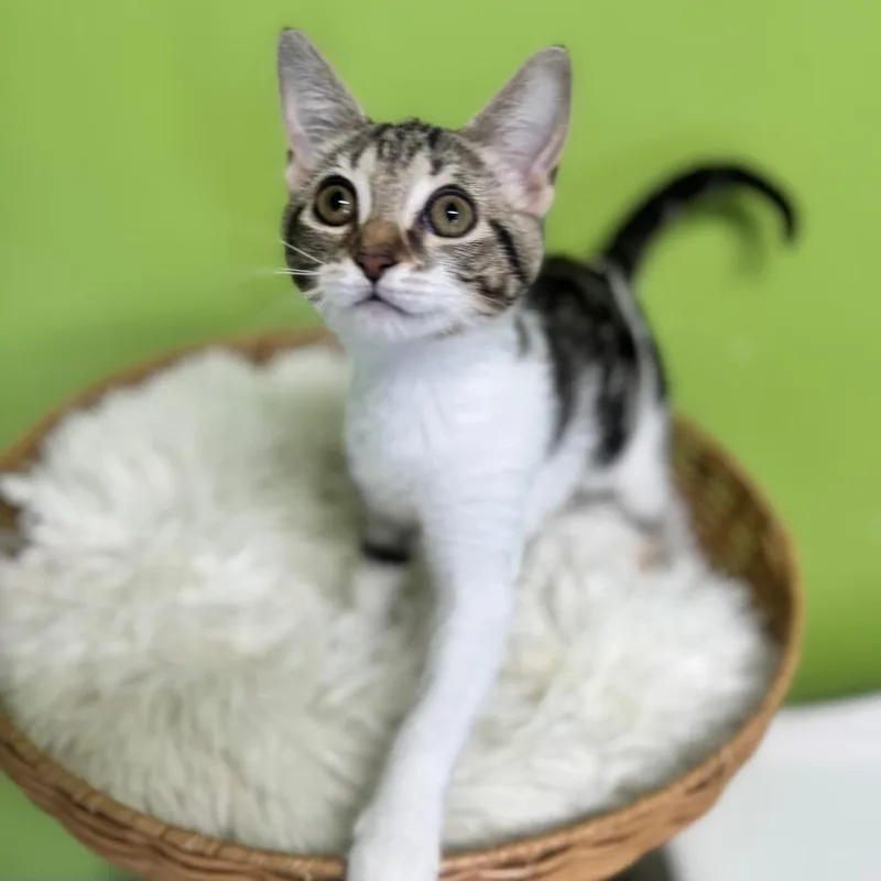 A baby small-sized female Brown / Chocolate Domestic Short Hair cat named Ceylon for adoption in Brownsboro, AL