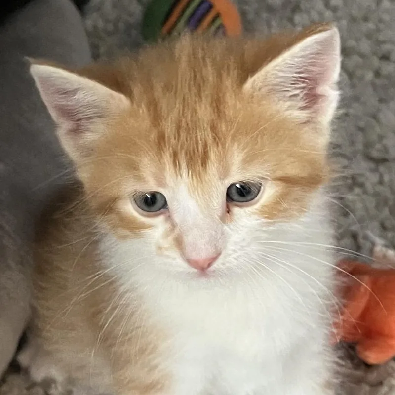 Pixel