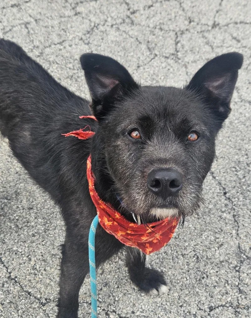 An adult large-sized male Dutch Shepherd dog named Bobby for adoption in merrillville, IN