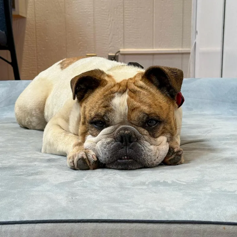An adult medium-sized male Brindle English Bulldog dog named Atlas for adoption in Santa Barbara, CA