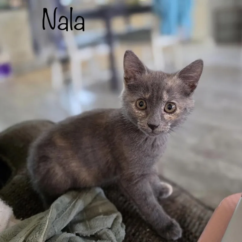 A baby small-sized female Tortoiseshell Domestic Short Hair cat named Nala for adoption in TITUSVILLE, FL