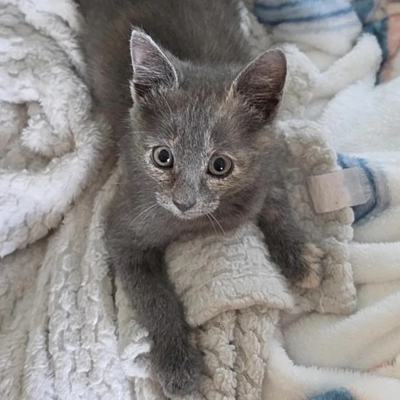 Nala thumbnail 4