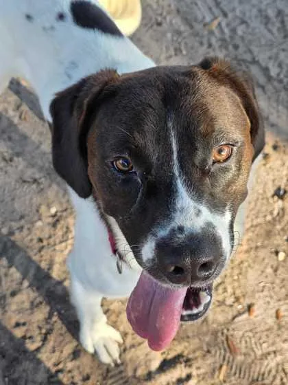 A young medium-sized male White / Cream Mixed Breed dog named Snoopy for adoption in Fernandina Beach, FL