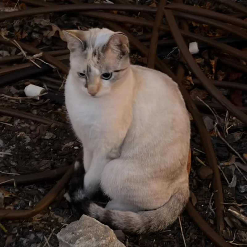 An adult medium-sized female Cream / Ivory Domestic Short Hair cat named Dolly for adoption in Titusville, FL