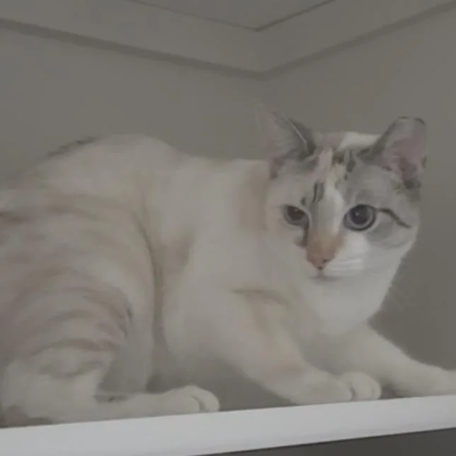 Dolly thumbnail 2