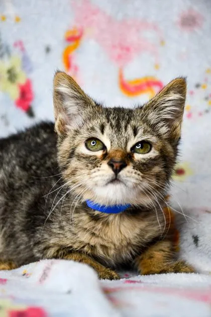 A baby small-sized male Domestic Short Hair cat named Felix for adoption in Yakima, WA