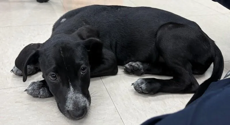 A young medium-sized female Black Labrador Retriever dog named Fig for adoption in Katy, TX