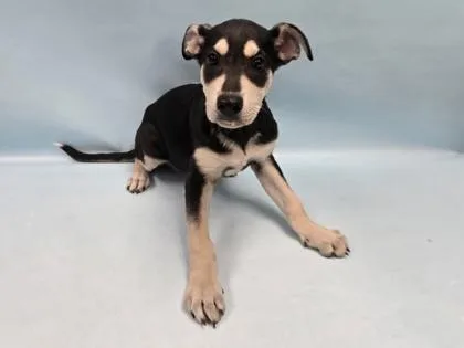 A baby large-sized female Hound dog named Scarlett for adoption in Coon Rapids, MN